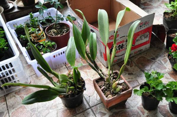 卡特兰不开花怎么办是怎么回事缺少什么呢