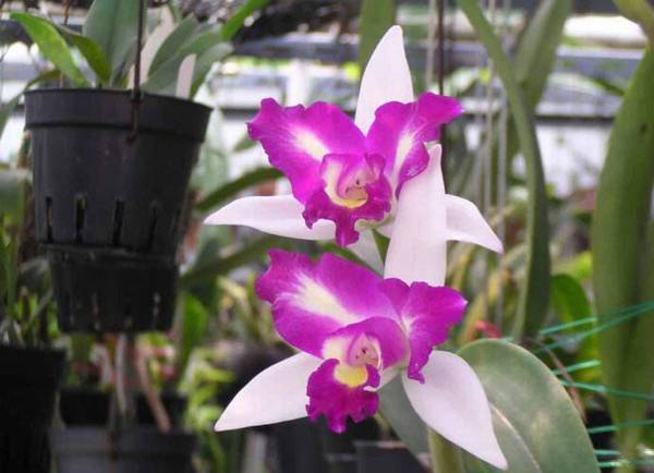 卡特兰开完的花枝还会再开吗需不需要剪掉