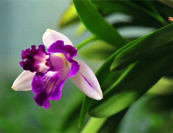 卡特兰开完的花枝还会再开吗需不需要剪掉