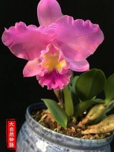 最好养的卡特兰品种有哪些 容易开花好养的卡特兰品种