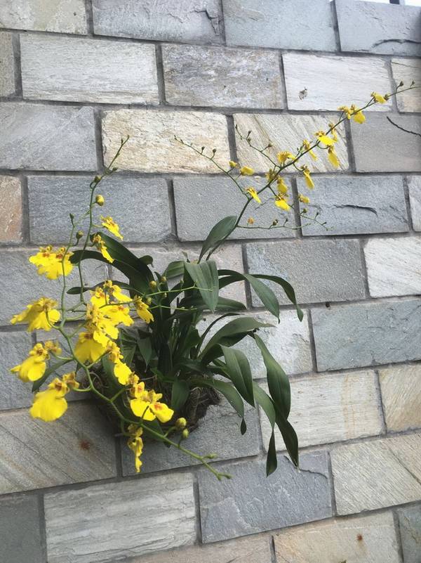 文心兰一年开几次花小编养过来说说看