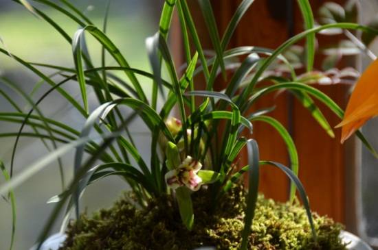 如何给兰花催花?兰花催花技巧分享