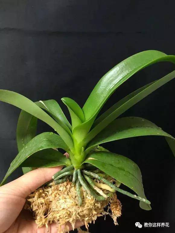 蝴蝶兰可以用土种吗,千万不要用土种容易烂根