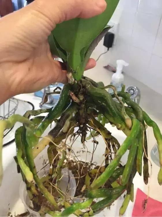 蝴蝶兰可以用土种吗,千万不要用土种容易烂根