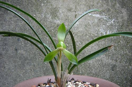 1534080873616430.jpg 建兰怎么养好 建兰的养殖方法和注意事项