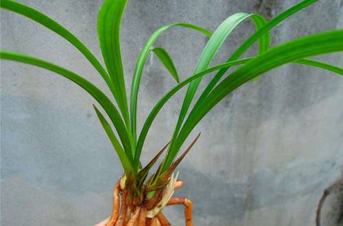 1534080864848672.jpg 建兰怎么养好 建兰的养殖方法和注意事项