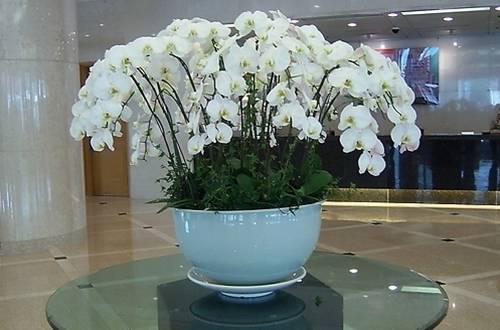 1507622418769924.jpg 养蝴蝶兰用什么肥料好?蝴蝶兰的施肥方法