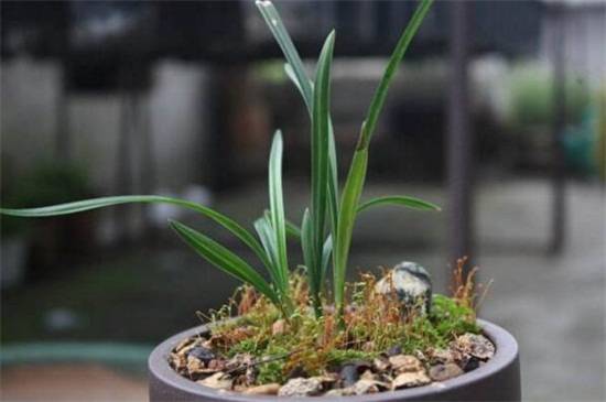 兰花杀菌用什么药好?最好的兰花杀菌药