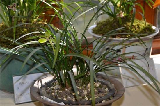 兰花杀菌用什么药好?最好的兰花杀菌药