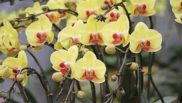 蝴蝶兰叶子开裂怎么办