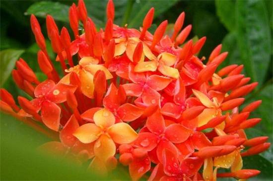 龙船花怎么养开花