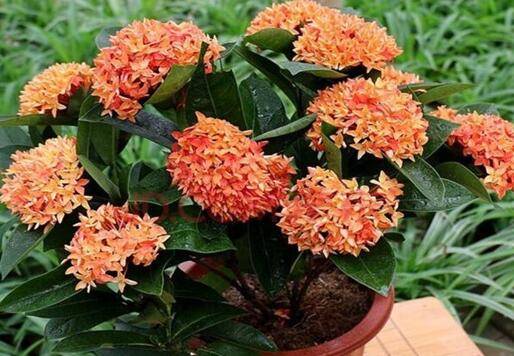 龙船花怎么养开花