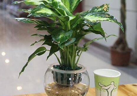 花叶万年青土培水培养护要点