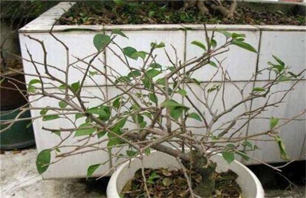 三角梅一直不开花的挽救措施