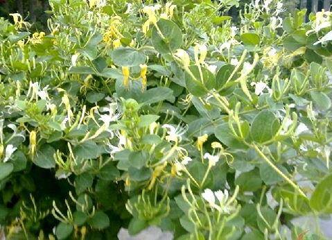 金银花盆栽种植经验分享