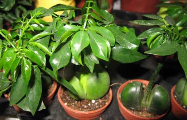 元宝树的养殖方法和注意事项