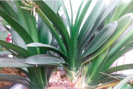 君子兰叶子很薄是怎么回事