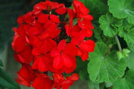 天竺葵的家庭盆栽养护方法