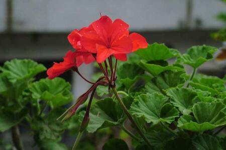 天竺葵的家庭盆栽养护方法