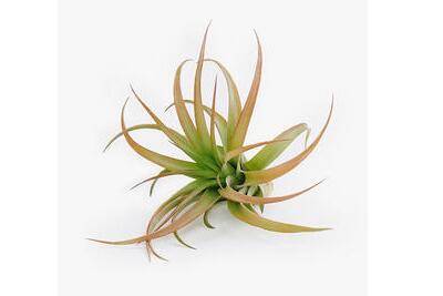 空气凤梨日常怎么养护