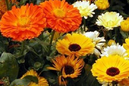 金盏花怎么种养