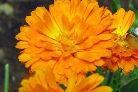 金盏花怎么种养