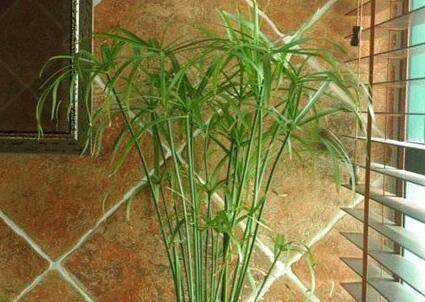 家庭盆栽旱伞草的关键养护要点