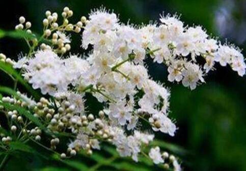 珍珠梅的养殖方法