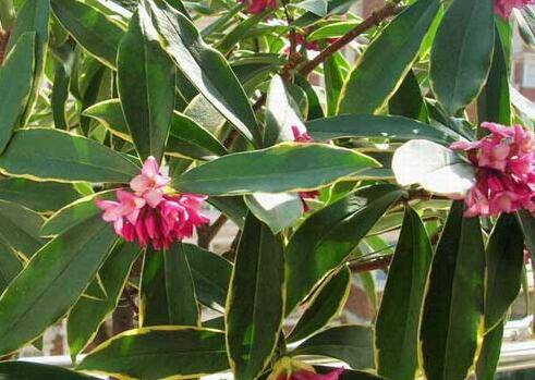 金边瑞香好养吗 盆栽养殖方法介绍