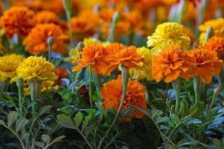 万寿菊开花小原因及养护方法