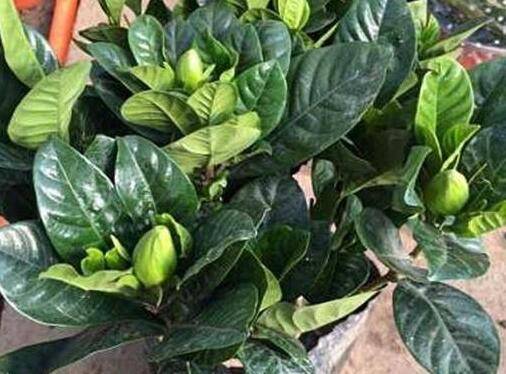 大叶栀子花刚买没多久就死了什么原因