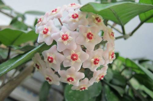 1506925653247518.jpg 球兰开花养殖方法和注意事项