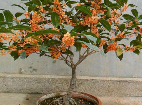 盆栽桂花五大施肥方法