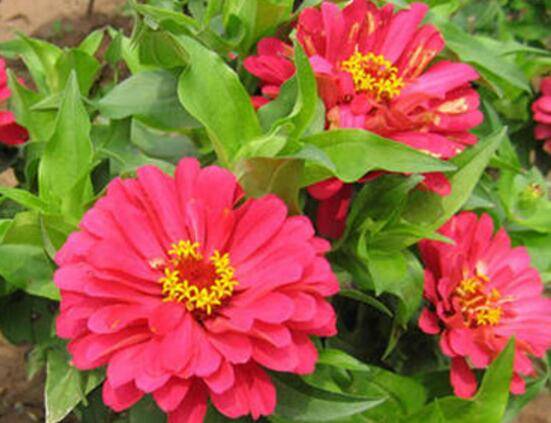 百日草的种植方法