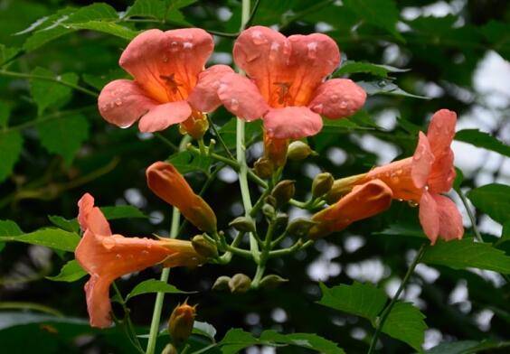 凌霄花的养殖方法和注意事项