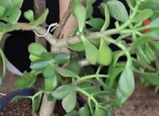 玉树换盆后蔫了怎么办