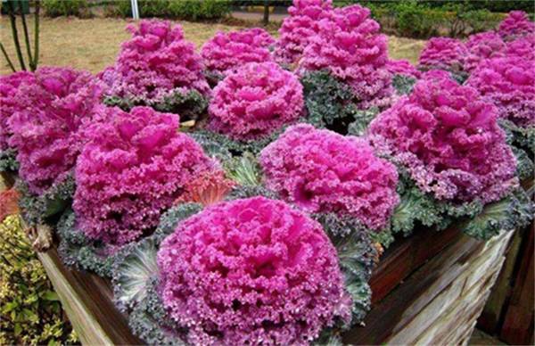 羽衣甘蓝好养吗 养殖方法和注意事项