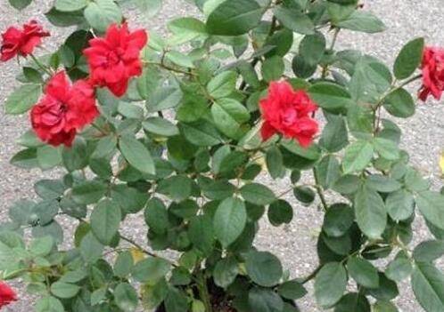 盆栽月季怎么养多开花