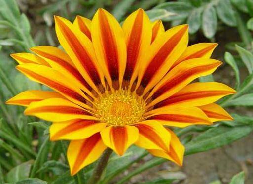 勋章菊的盆栽方法