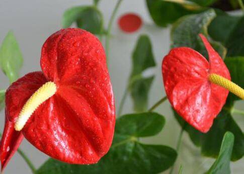 红掌一年四季开花养护方法