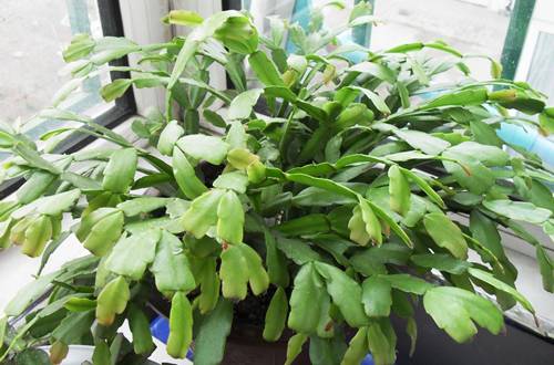 1541685924132456.jpg 刚扦插的蟹爪兰怎么养长的快