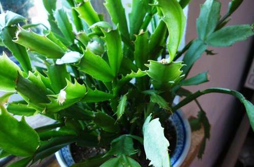 1541685932234738.jpg 刚扦插的蟹爪兰怎么养长的快