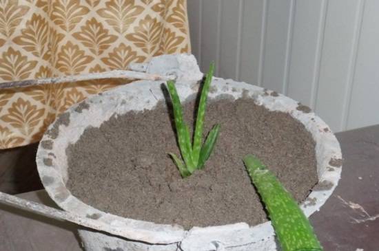 芦荟分株怎么养?芦荟分株养殖方法