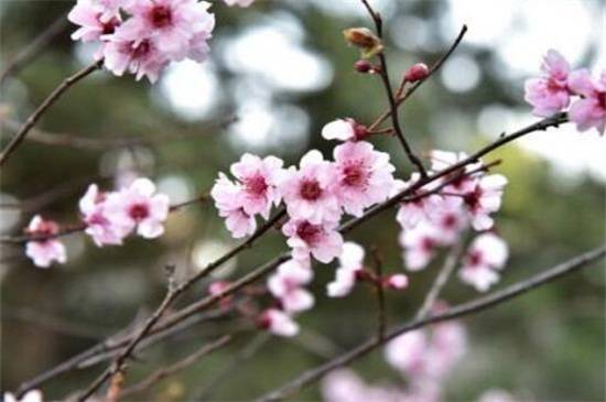 干枝梅的扦插方法,4个步骤搞定
