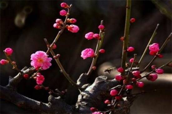 干枝梅的扦插方法,4个步骤搞定