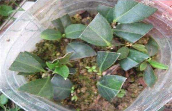 茶花的扦插繁殖方法