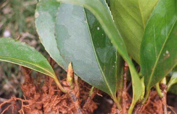 茶花的扦插繁殖方法