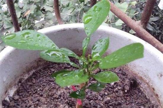 超简单的三角梅扦插方法 一学就会