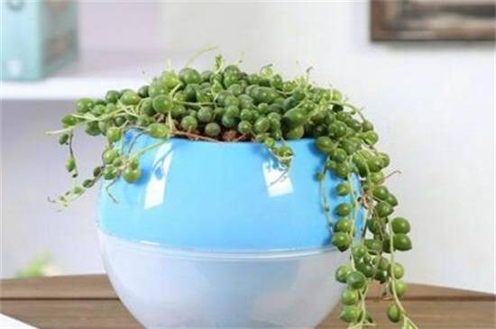 佛珠吊兰怎么扦插繁殖