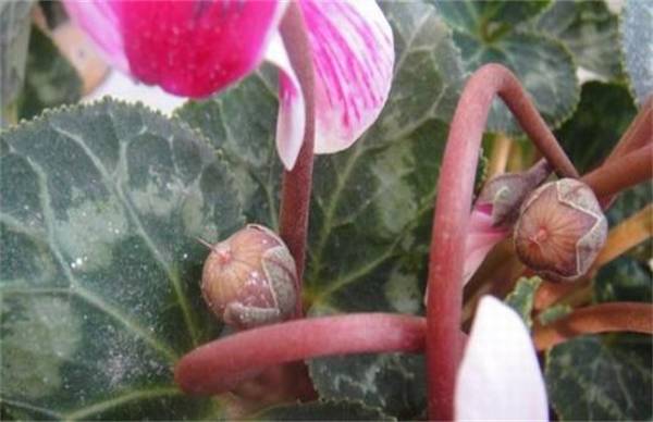 仙客来怎么繁殖 仙客来繁殖方法介绍